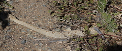 Crotalus unicolor