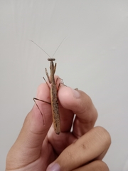 Statilia