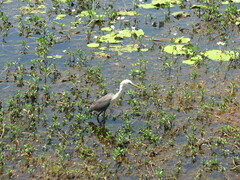 Egretta picata