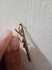 Statilia