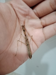 Statilia