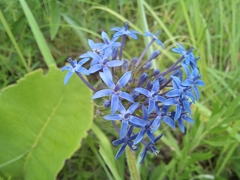 Pentanisia prunelloides