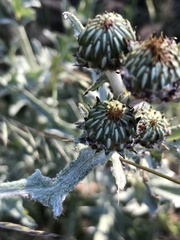 Cirsium ciliolatum