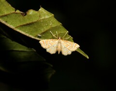 Musotima ochropteralis