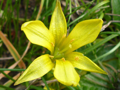 Gagea bohemica