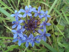 Pentanisia prunelloides