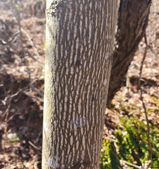 Acer pensylvanicum