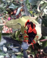 Callisphyris macropus