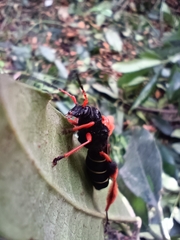 Callisphyris macropus