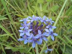 Pentanisia prunelloides