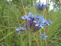 Pentanisia prunelloides