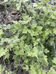Clematis drummondii