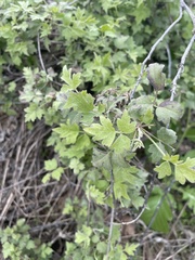 Clematis drummondii