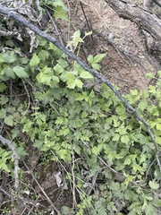 Clematis drummondii