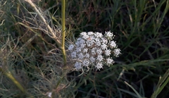 Visnaga daucoides