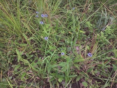 Pentanisia prunelloides