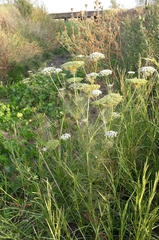 Visnaga daucoides