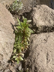 Pseudognaphalium californicum