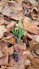 Galanthus nivalis