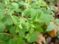 Euphorbia peplus