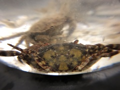 Hemigrapsus