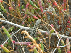 Empusa fasciata
