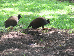 Megapodius reinwardt