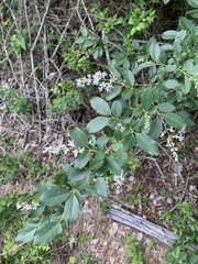 Ligustrum sinense