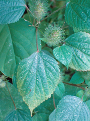 Acalypha alopecuroidea