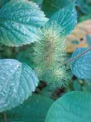 Acalypha alopecuroidea
