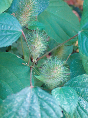 Acalypha alopecuroidea