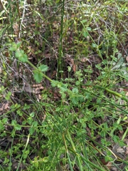 Gonocarpus teucrioides