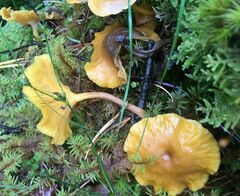 Chrysomphalina chrysophylla