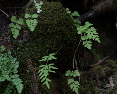 Cryptogramma stelleri