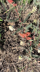 Astragalus nuttallii