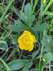 Ranunculus occidentalis