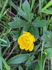 Ranunculus occidentalis
