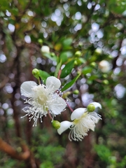 Luma apiculata