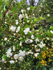 Luma apiculata