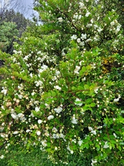Luma apiculata
