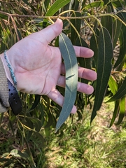 Eucalyptus globulus