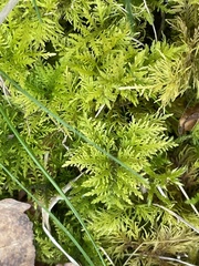 Thuidium tamariscinum