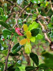 Berberis darwinii