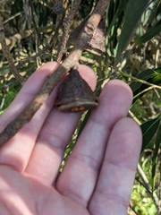 Eucalyptus globulus