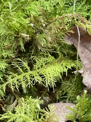 Thuidium tamariscinum