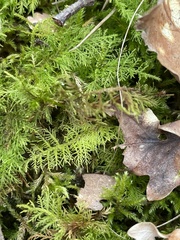 Thuidium tamariscinum