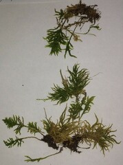 Climacium dendroides