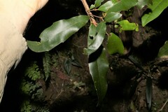 Macadamia ternifolia