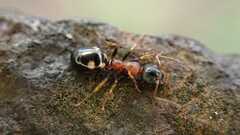 Dolichoderus quadripunctatus