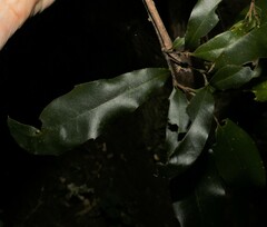 Macadamia ternifolia